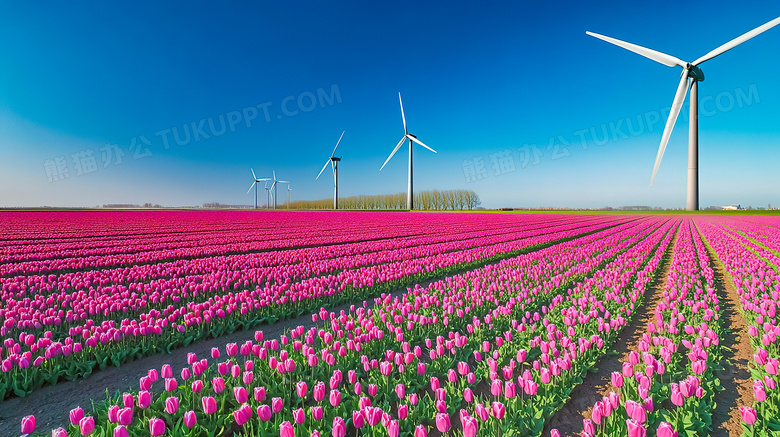 唯美花卉郁金香花海风景图片