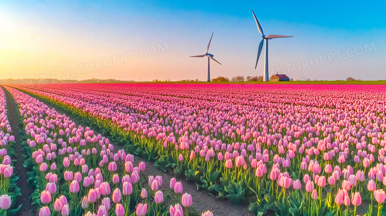 唯美花卉郁金香花海风景图片