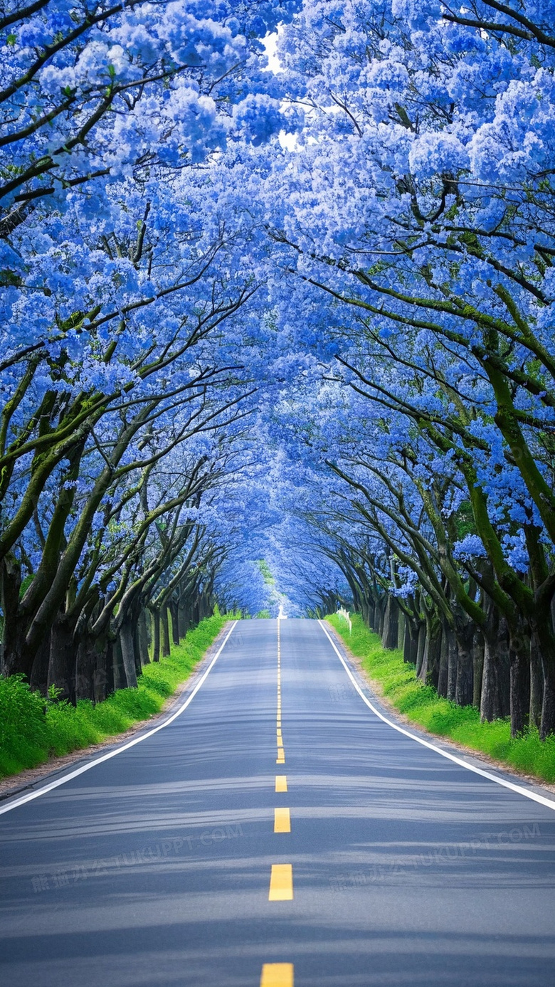 一条平坦宽阔公路两旁是开满了非常漂亮的蓝色花的树