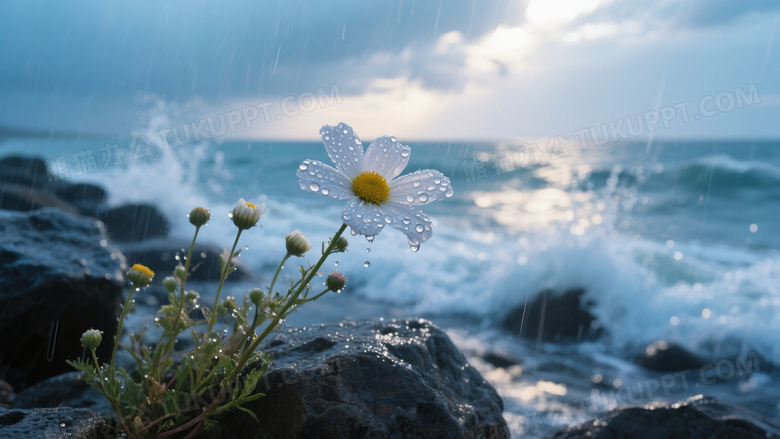 高清摄影图特写呈现雨天海边礁石旁的野花