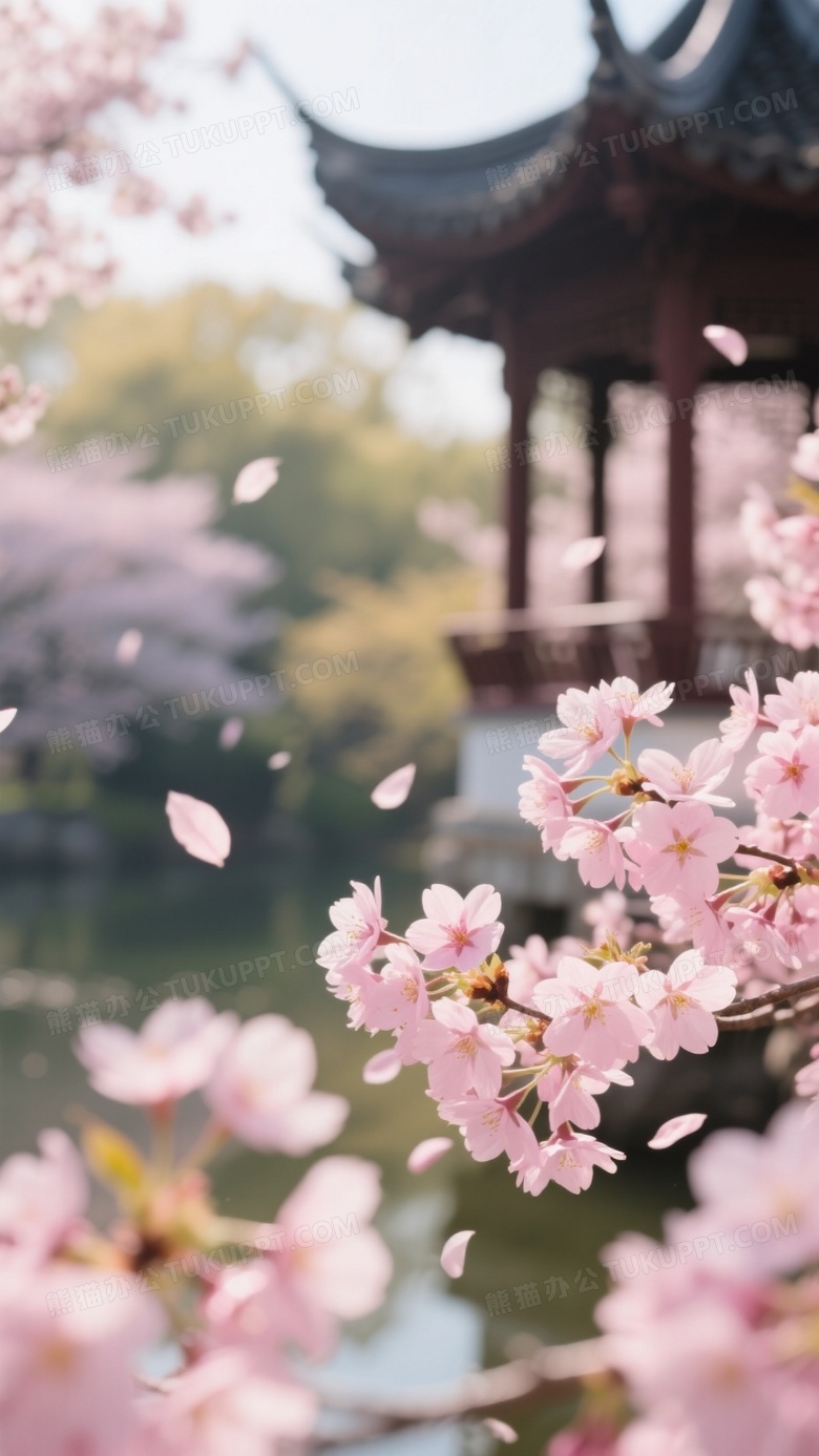 春日樱花高清摄影图阳光洒在粉嫩樱花上
