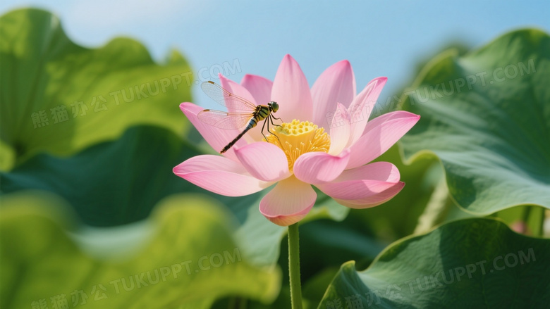 夏日高清摄影图粉嫩荷花在翠绿荷叶簇拥下绽放