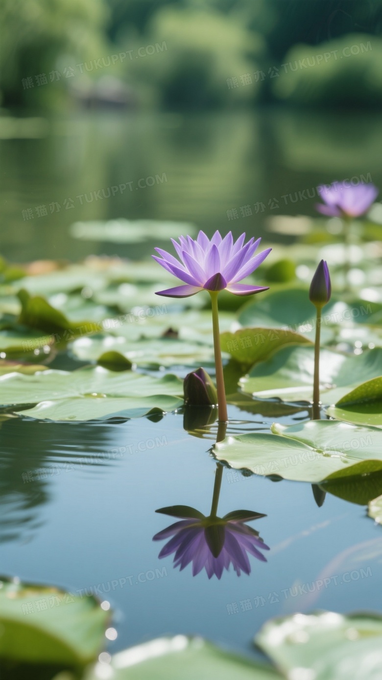 高清摄影记录的夏日美景