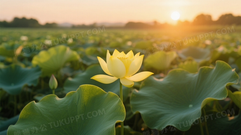 高清的夏日荷花摄影画面