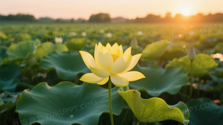 高清的夏日荷花摄影画面