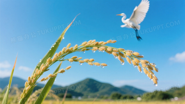微距摄影聚焦单株稻穗