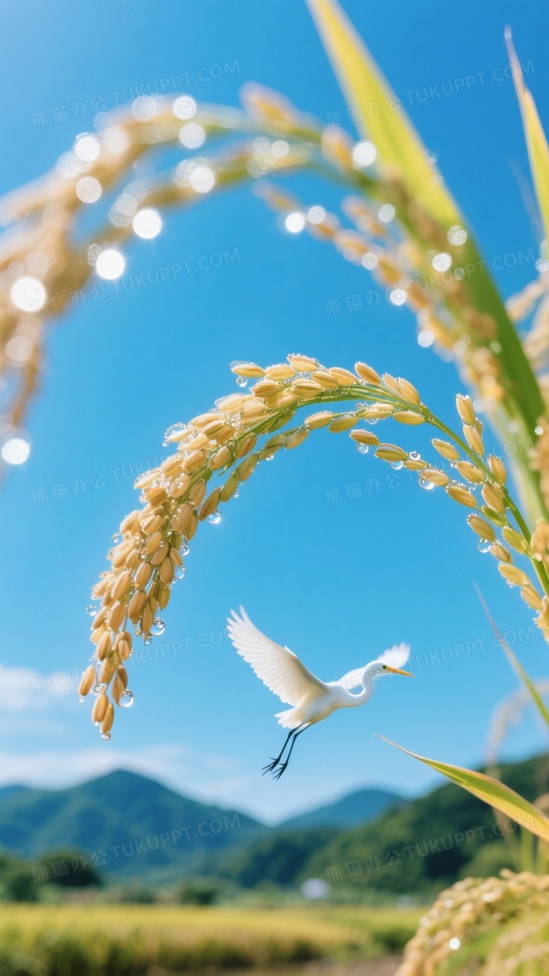 微距摄影聚焦单株稻穗