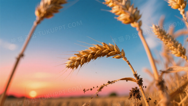 黄昏麦田人像级特写低角度拍摄使麦穗与晚霞同框