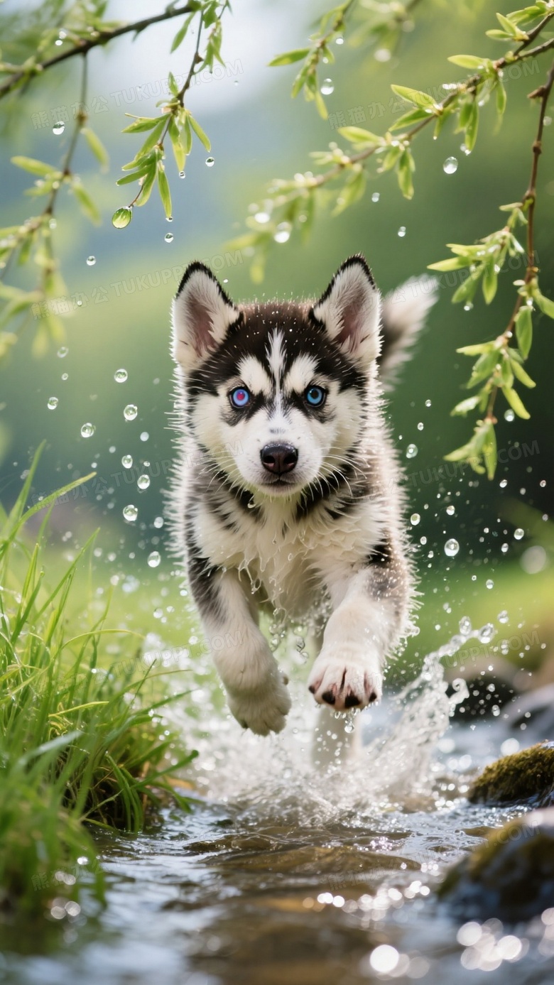 哈士奇幼犬跃过小溪水花