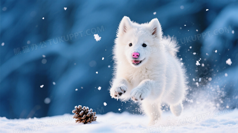 萨摩耶幼犬在雪地追逐松果跃起瞬间