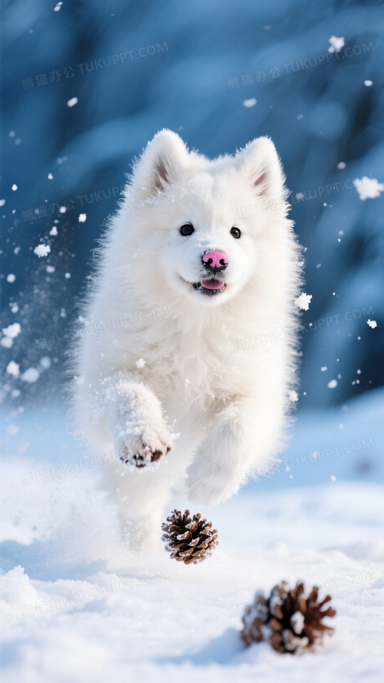 萨摩耶幼犬在雪地追逐松果跃起瞬间