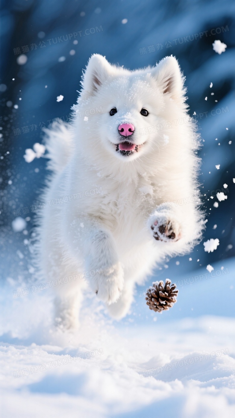 萨摩耶幼犬在雪地追逐松果跃起瞬间