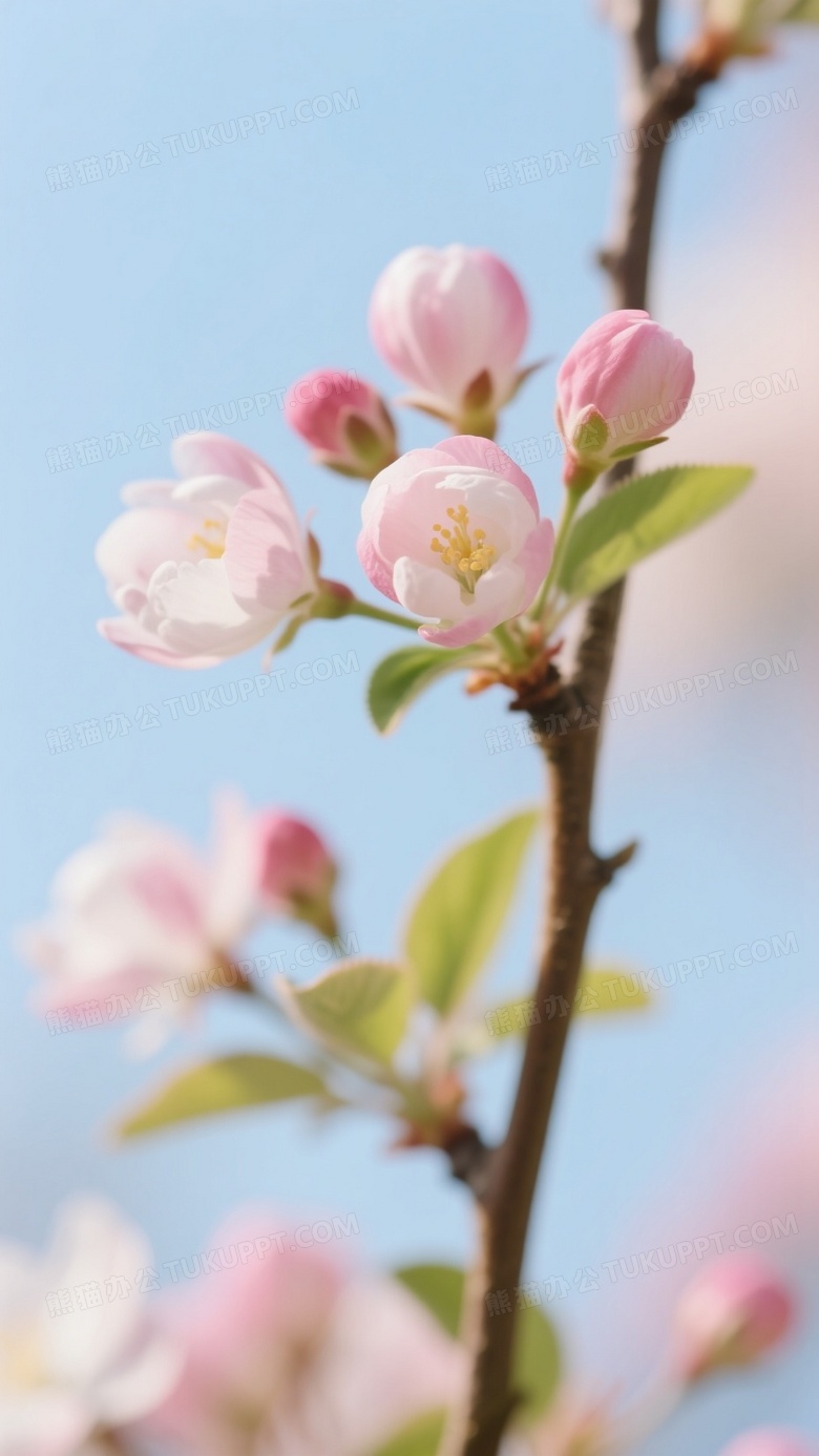 特写一枝海棠花清新脱俗娇嫩花蕾