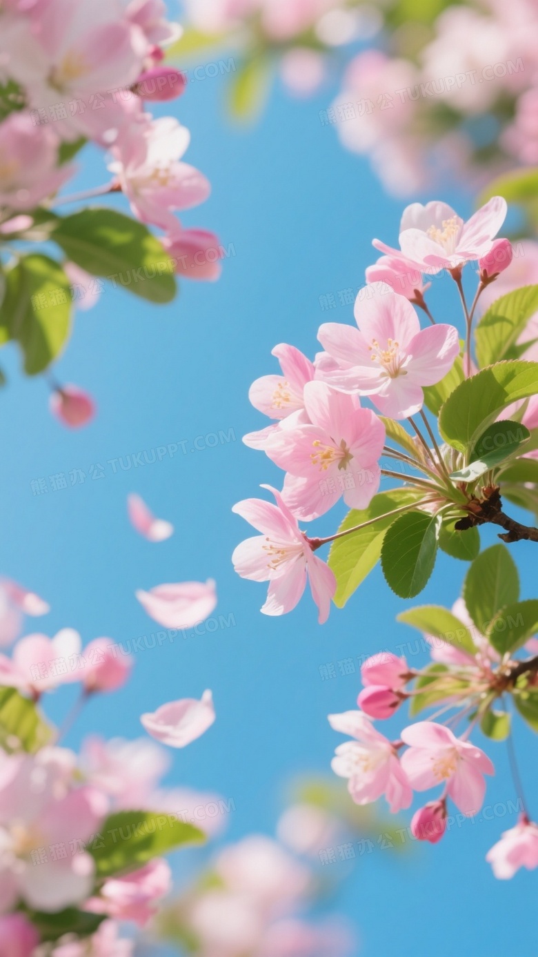 一幅盛开的海棠花写实海报