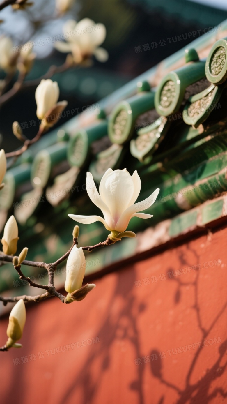 春意玉兰花红墻绿瓦古风