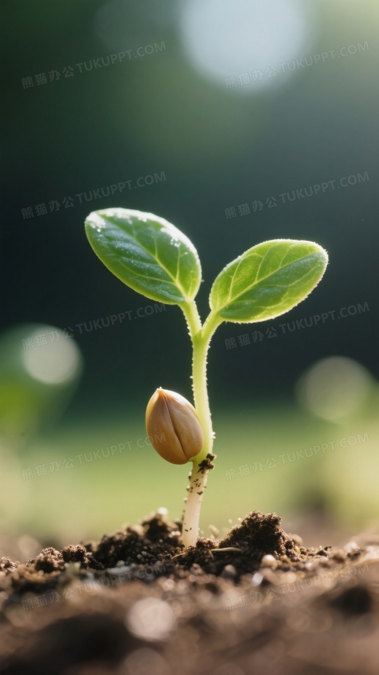一颗种子从发芽长成绿叶的过程