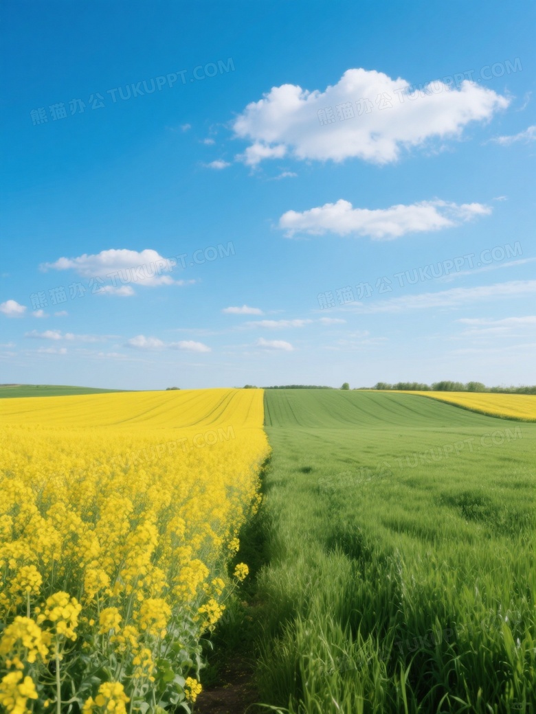 一片田野对称构图右边是绿色茂密长势良好的田园草原