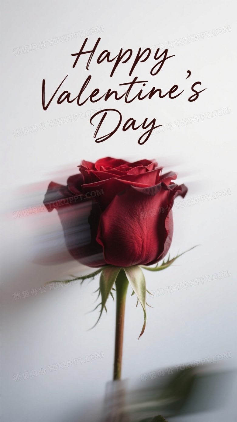 情人节创意一只极简随意摆放的含苞待放的暗红玫瑰花大特写