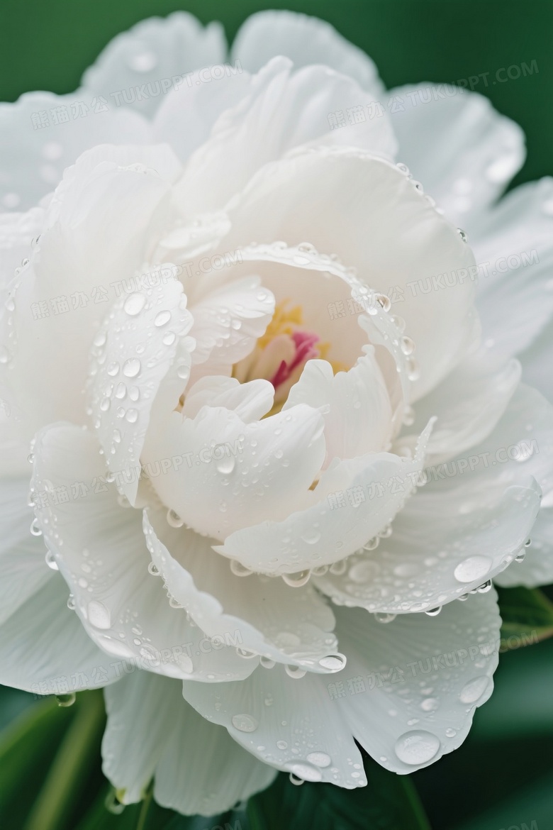 白色牡丹花一朵大花花瓣上挂着水珠