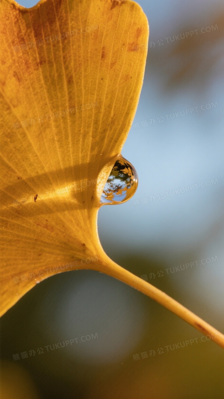 摄影冯海特写一片深秋的银杏叶