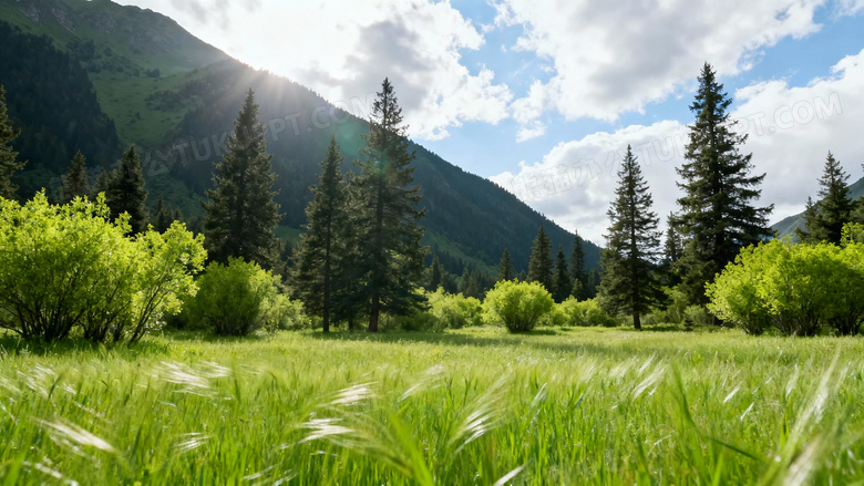 最美的绿色风景