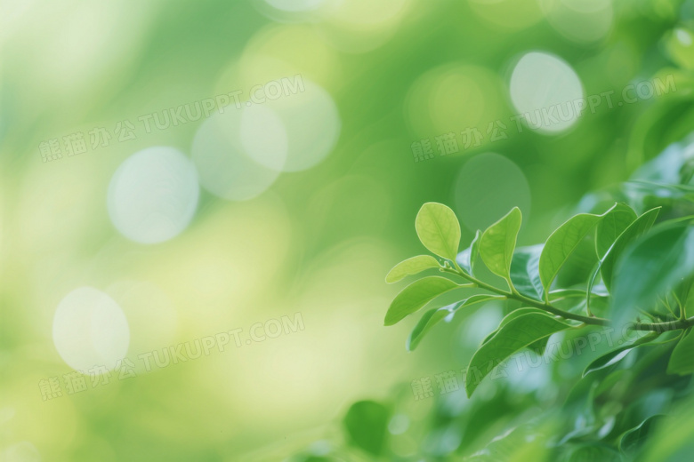 绿色植物柔焦光斑背景图片