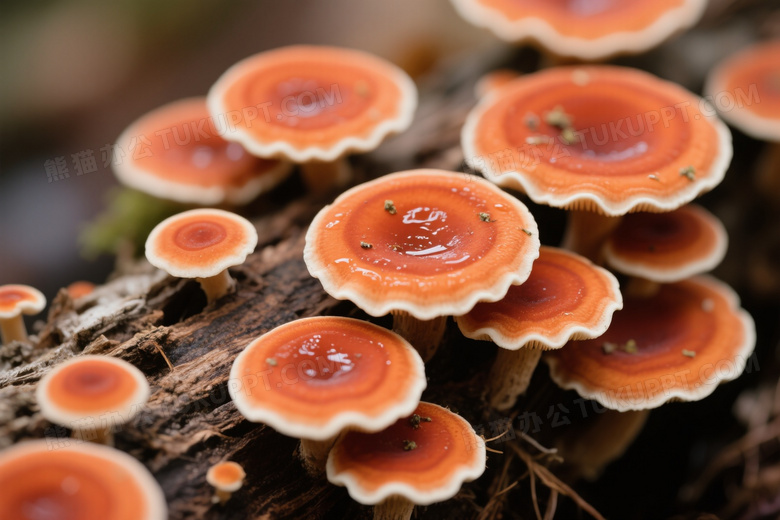 腐木上橙红菌类俯拍特写图片