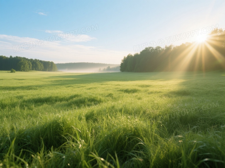 翠绿草甸晨光逆光高清图片