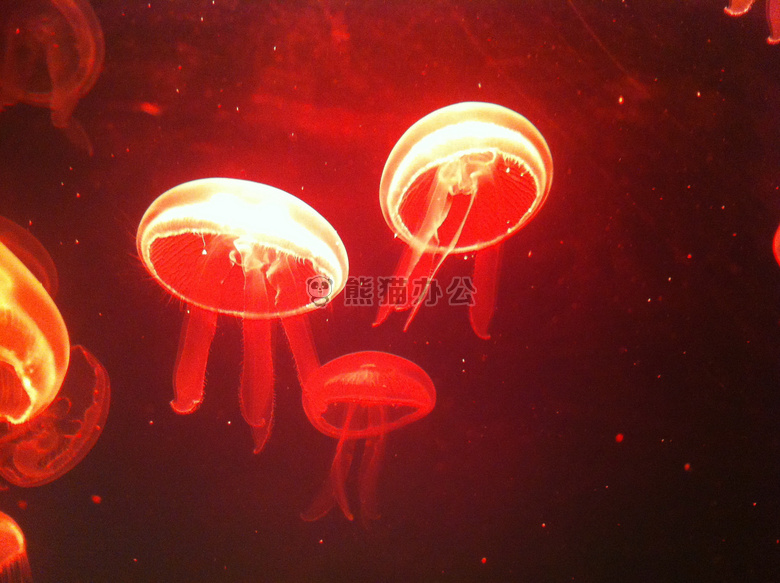 红光水母图片