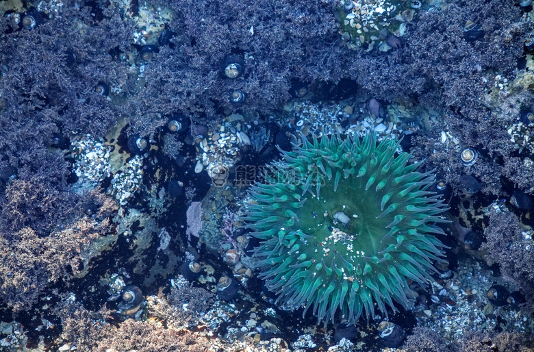 水族馆海葵图片