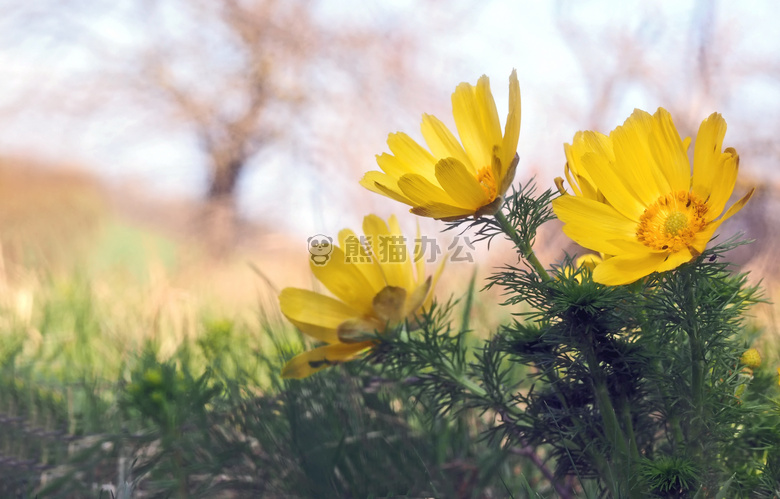 黄色野菊花图片