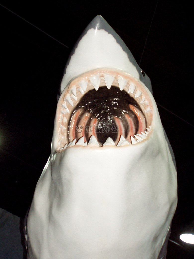 恐怖鲨鱼吓人图片