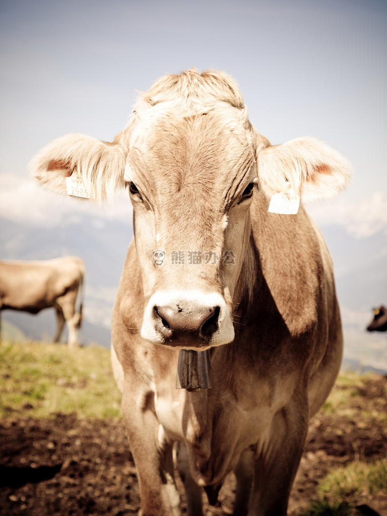 奥地利奶牛图片