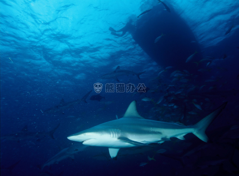 热带鲨鱼图片