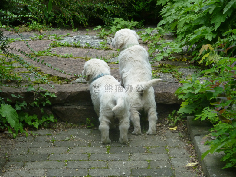 金毛犬杂交幼犬图片