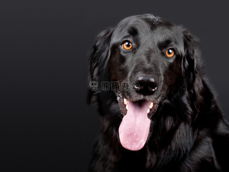 黑色小狗狗图片
