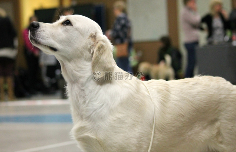 成年白色金毛犬图片