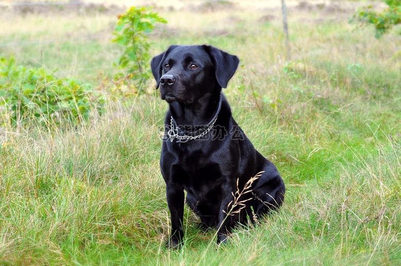拉布拉多犬图片黑色