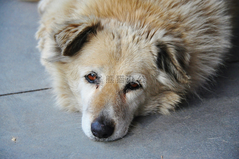 金毛犬卖萌图片