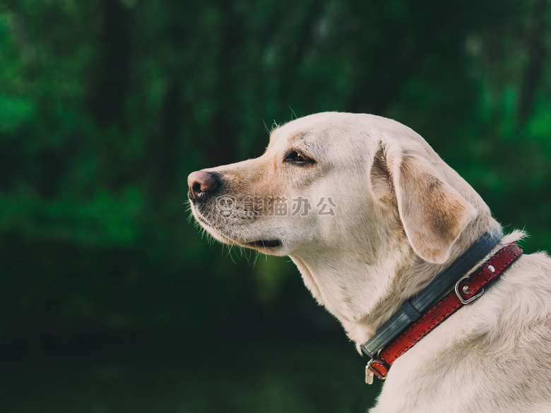 拉布拉多犬可爱图片