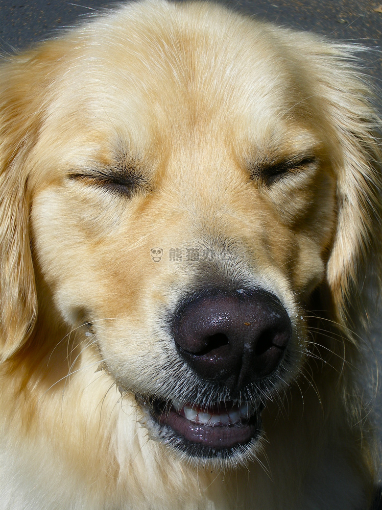 金毛犬高清图片