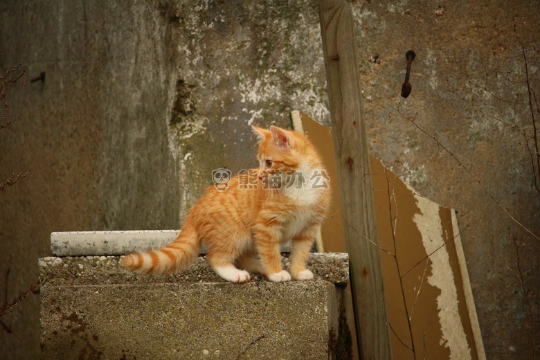 可爱小花猫图片