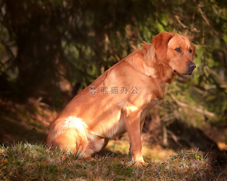 成年拉布拉多犬图片