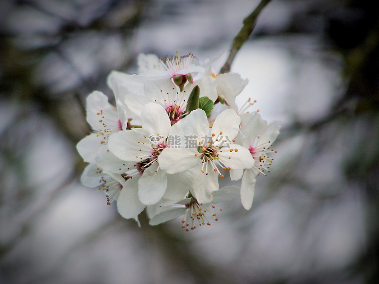 白色杏仁花图片