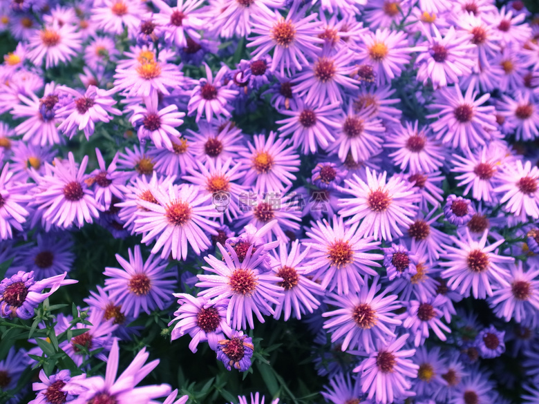 紫色小清新花朵图片