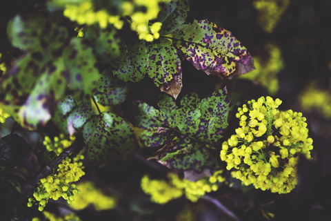 葡萄花摄影图片免费下载 精品葡萄花摄影图素材大全 熊猫办公 葡萄花摄影图片免费下载 精品葡萄花摄影图素材大全 熊猫办公