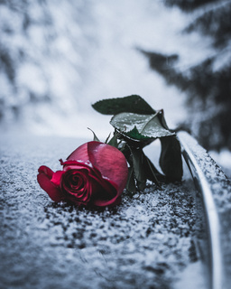 玫瑰花落地的伤感图片图片