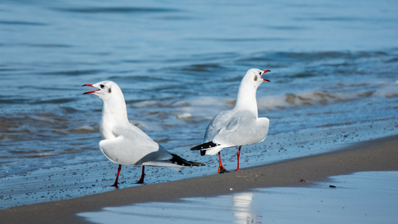 海鸟摄影图片免费下载_精品海鸟摄影图素材大全_熊猫办公