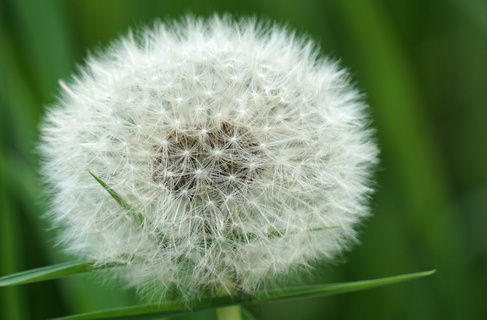 蒲公英花白色图片