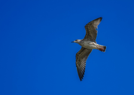 動物鳥飛行